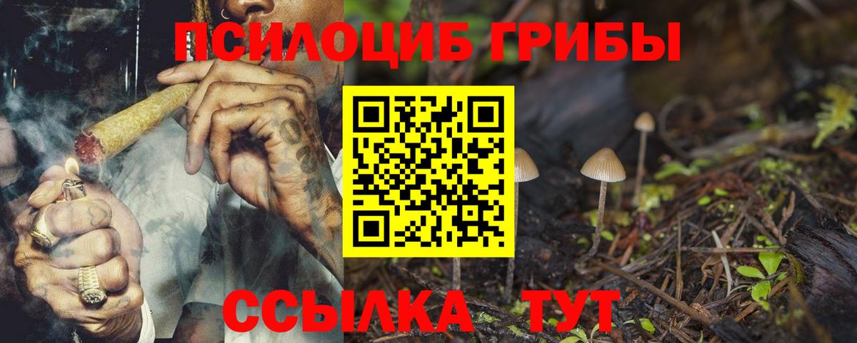 Галлюциногенные грибы Psilocybe Гатчина